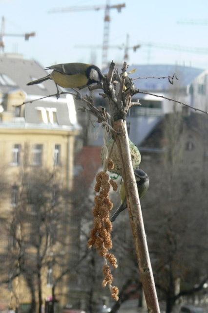 P1020631.JPG