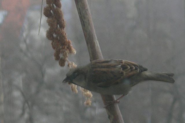P1020638.JPG