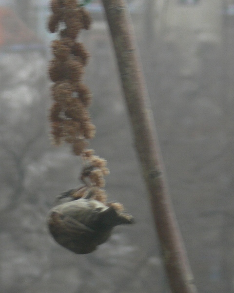 P1020646.JPG